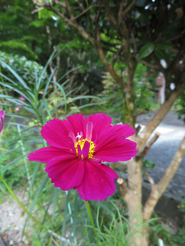 福泉寺 コスモス