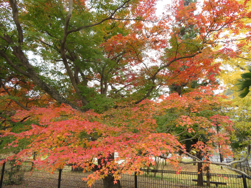福泉寺 もみじ